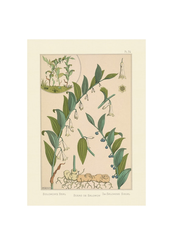 Plants And Their Application To Ornament Solomons Seal 1896 Giclee Fine Art Print Framedunframedcanvas