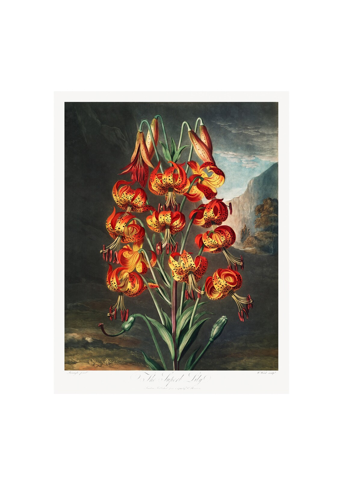 Superb Lily Antique Lithograph By Robert Thornton