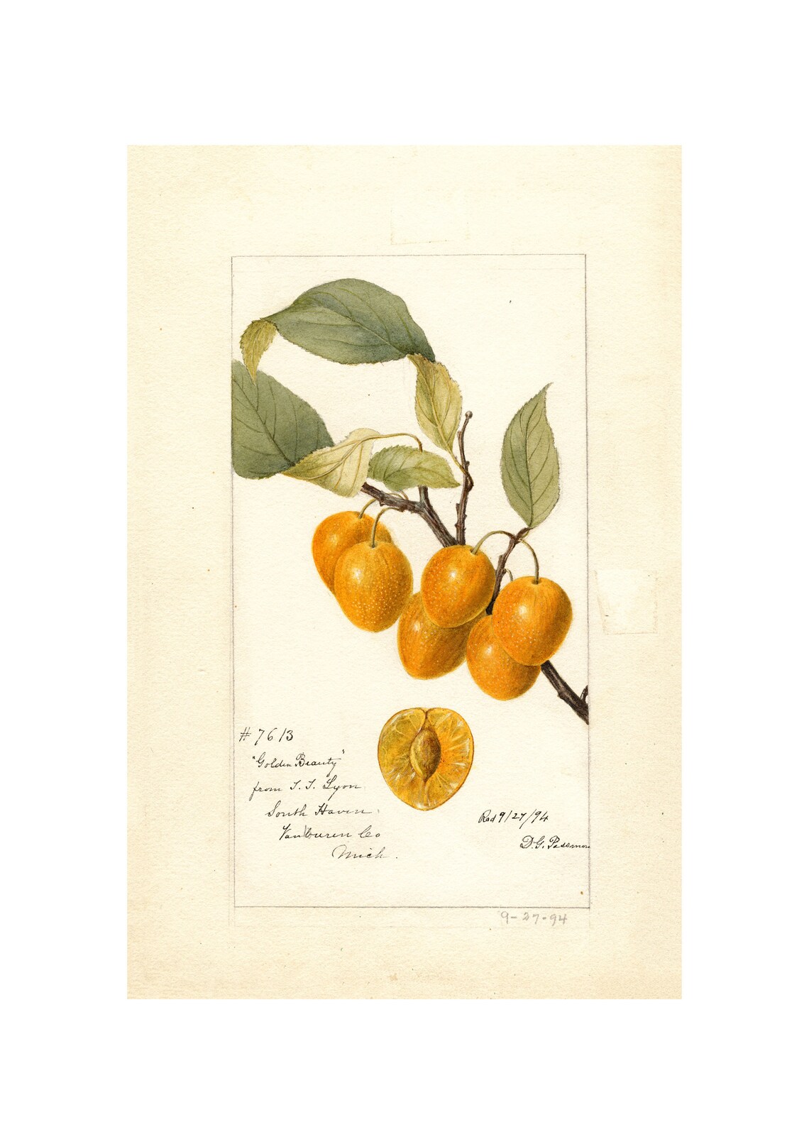 Golden Beauty Yellow Plum Antique Watercolor 1894 Fruit Art Poster