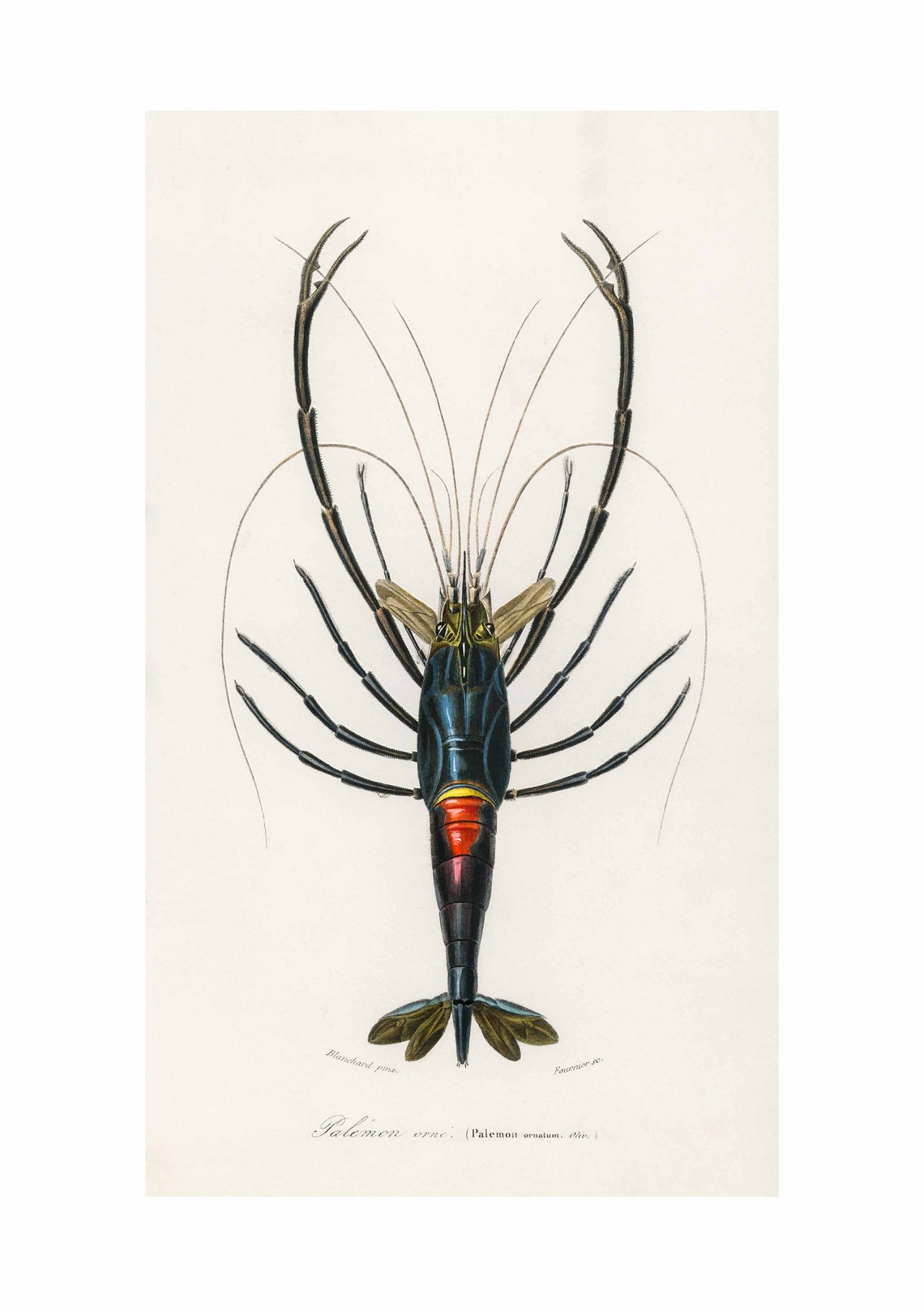 Palæmon Crawfish Prawn Vintage Natural History Illustration Art Poster