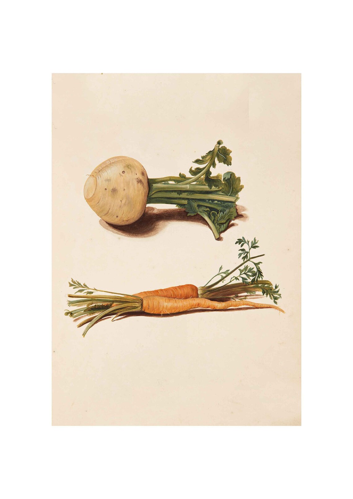 Vintage Carrots Turnips Vegetables Kitchen Art Print