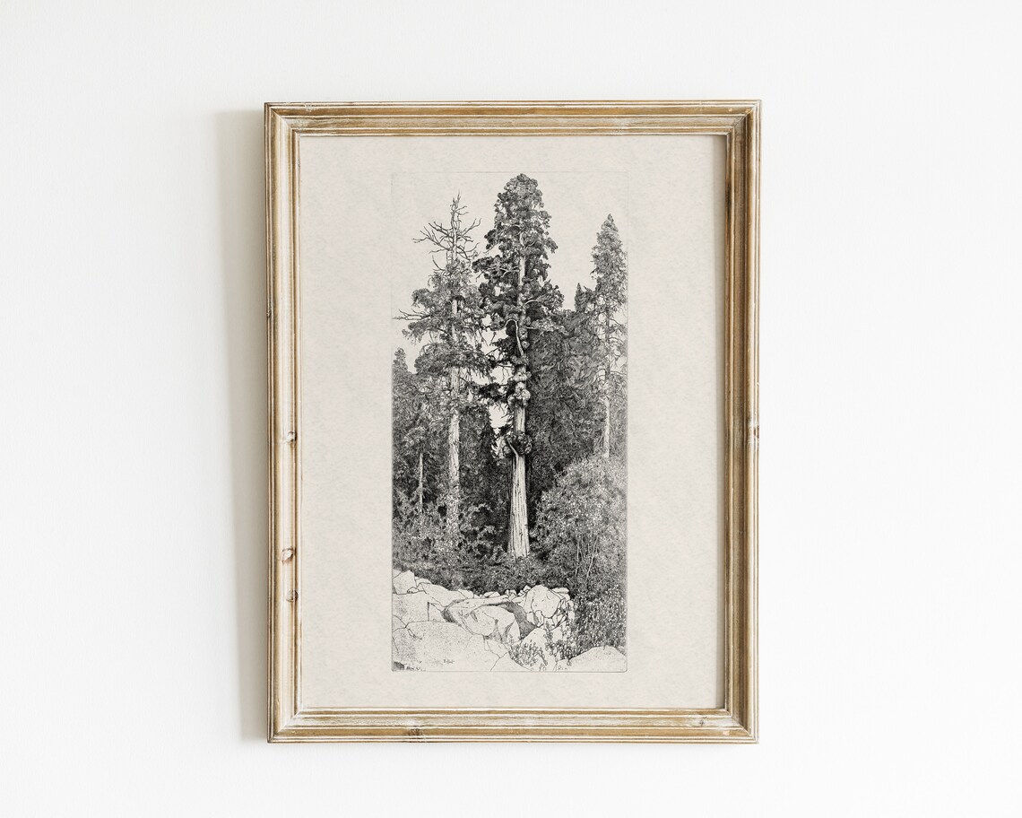 Tree Study Collection, Nature and Forest Art Print - Image 3