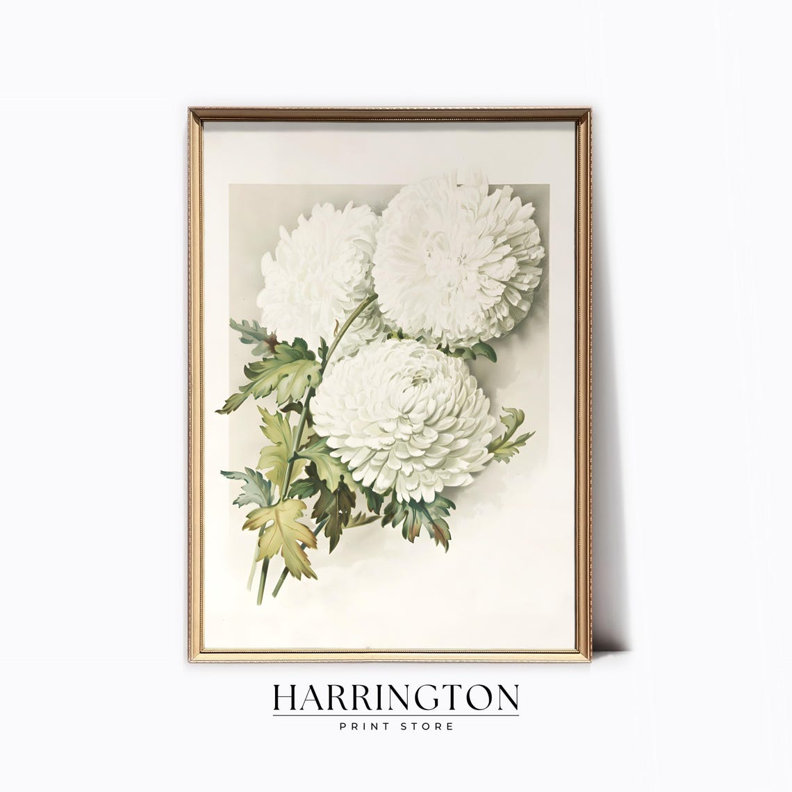 White Chrysanthemum Botanical Floral Vintage Still Life Print Poster