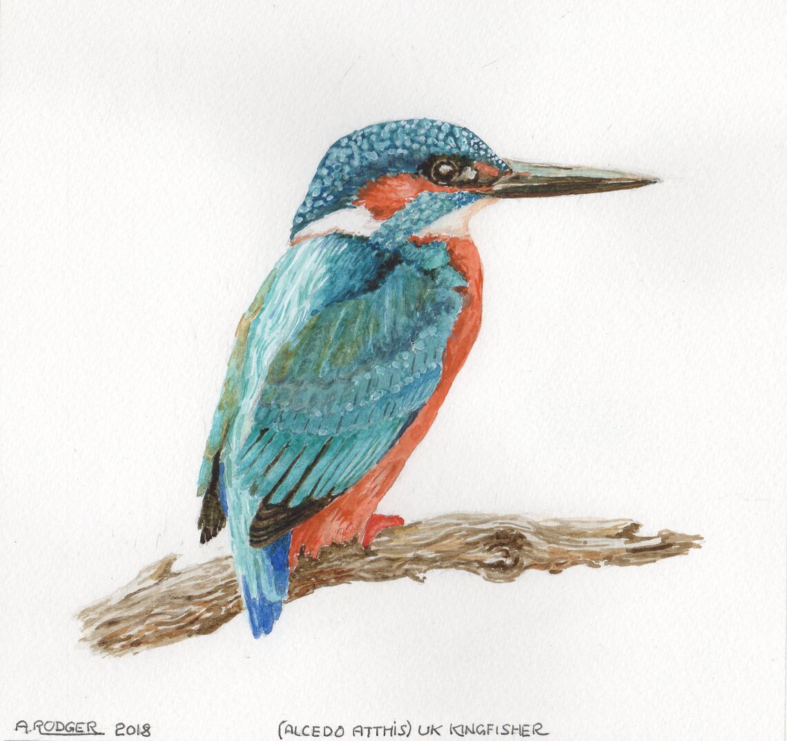 UK Kingfisher Perched on Branch Watercolor Bird Portrait Poster