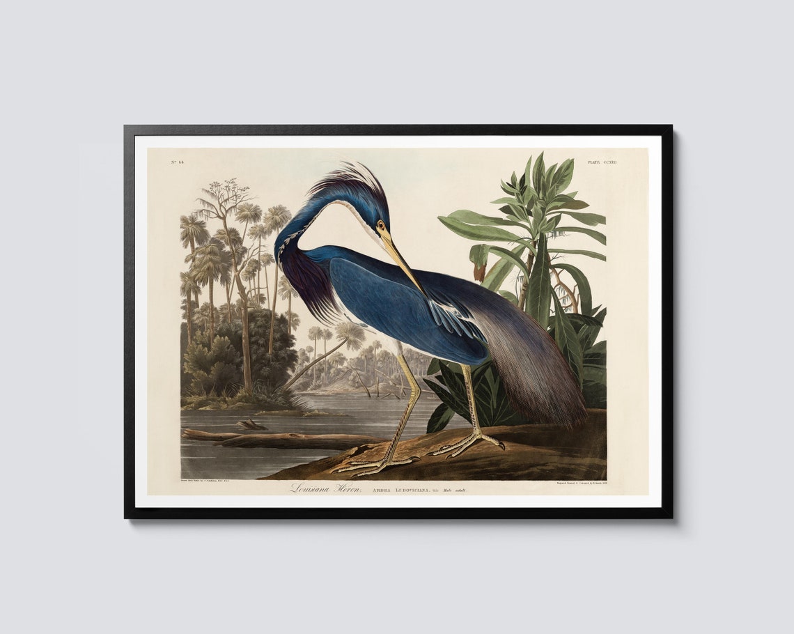 John James Audubon Louisiana Heron Vintage Natural History Art Poster