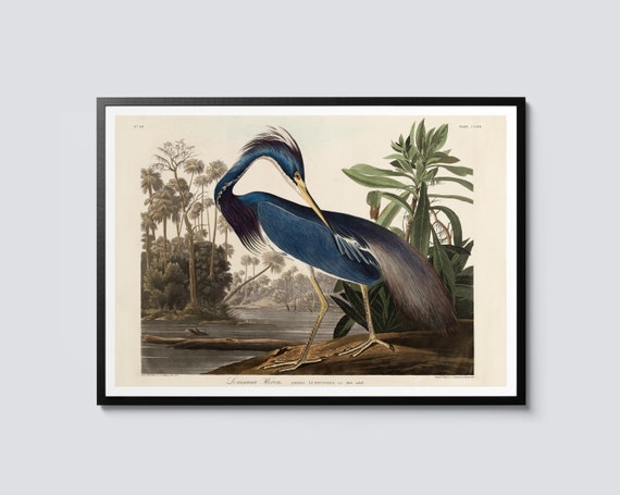 Louisiana Heron Print John James Audubon Vintage Painting Landscape Wall Art Decor Nature Themed Poster Gift