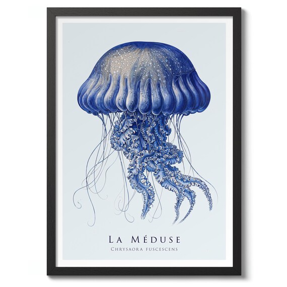 Jellyfish Print Nature Illustration Poster Sea Wall Art Decor Zoology Gift