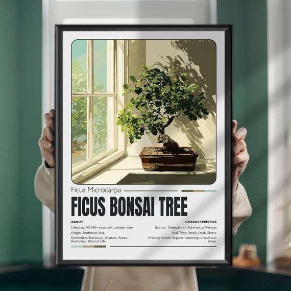Ficus Bonsai Tree Wall Art Botanical Poster Or Canvas Print Zen Plant Illustration For Japandi Home Decor Gift