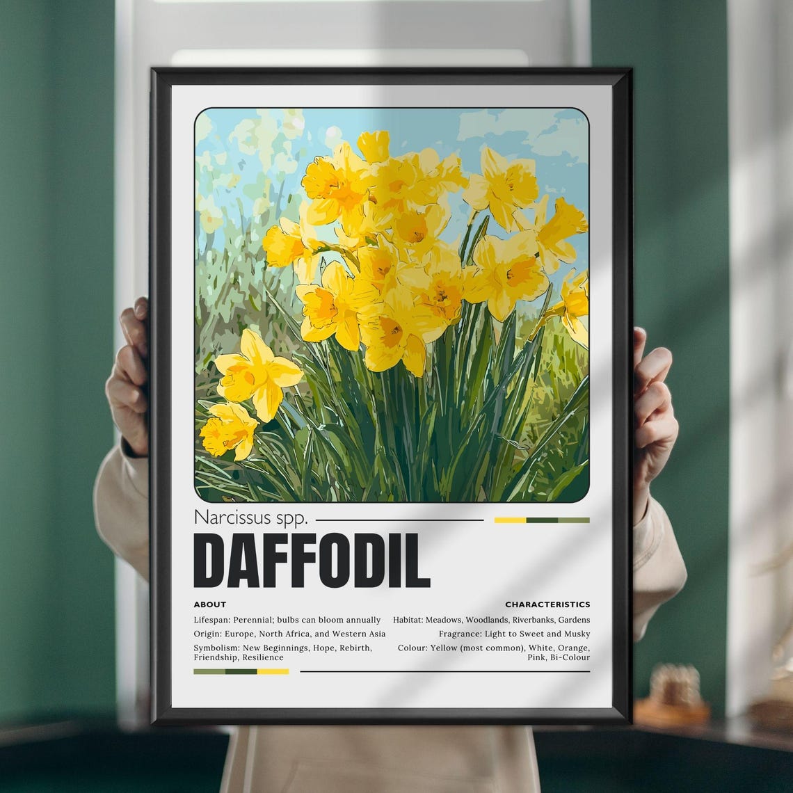 Daffodil Botanical Narcissus Species Facts Educational Art Poster