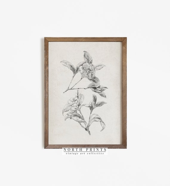 Vintage Gardenia Sketch Art Print Neutral Antique Wall Art 1093