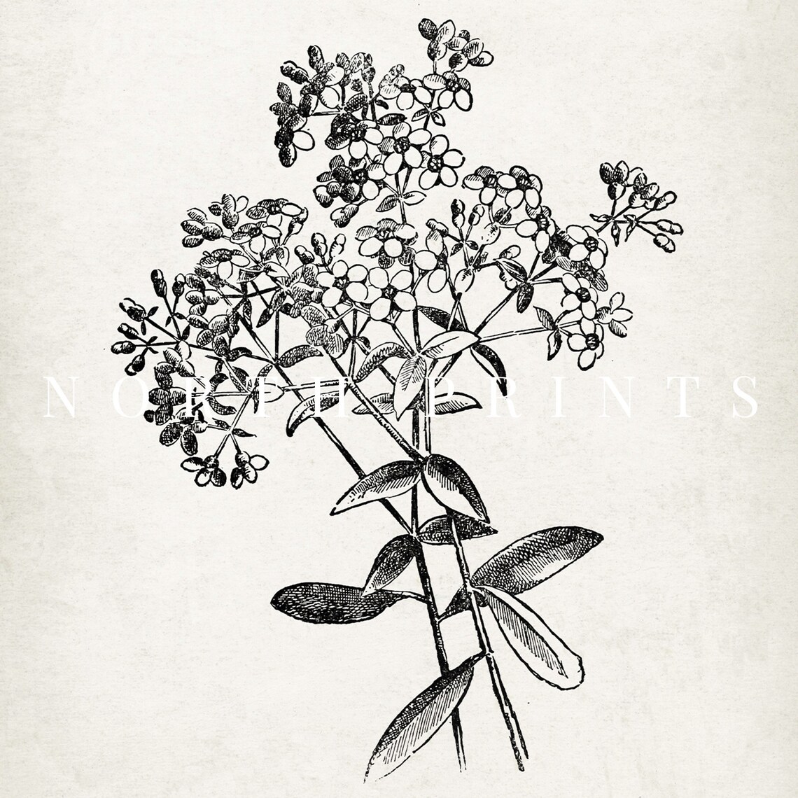 Antique Botanical Ink Drawing Flowering Branch Vintage Sketch Print - Image 4