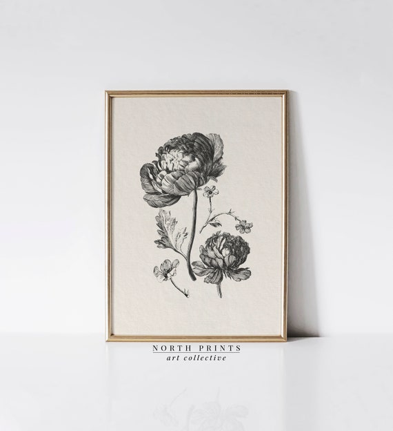 Antique Peony Sketch Art Print, Neutral Botanical