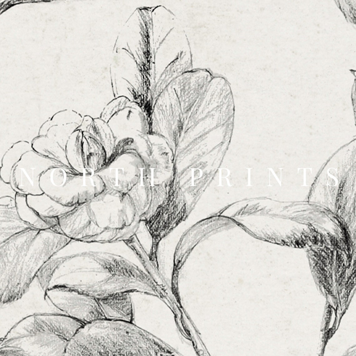 Antique Gardenia Flower Pencil Sketch Vintage Botanical Print - Image 2