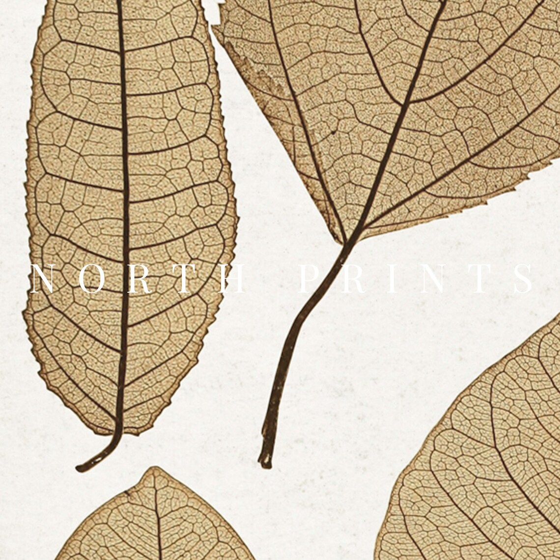 Autumn Botanical Vintage Pressed Leaf Art Print - Image 2