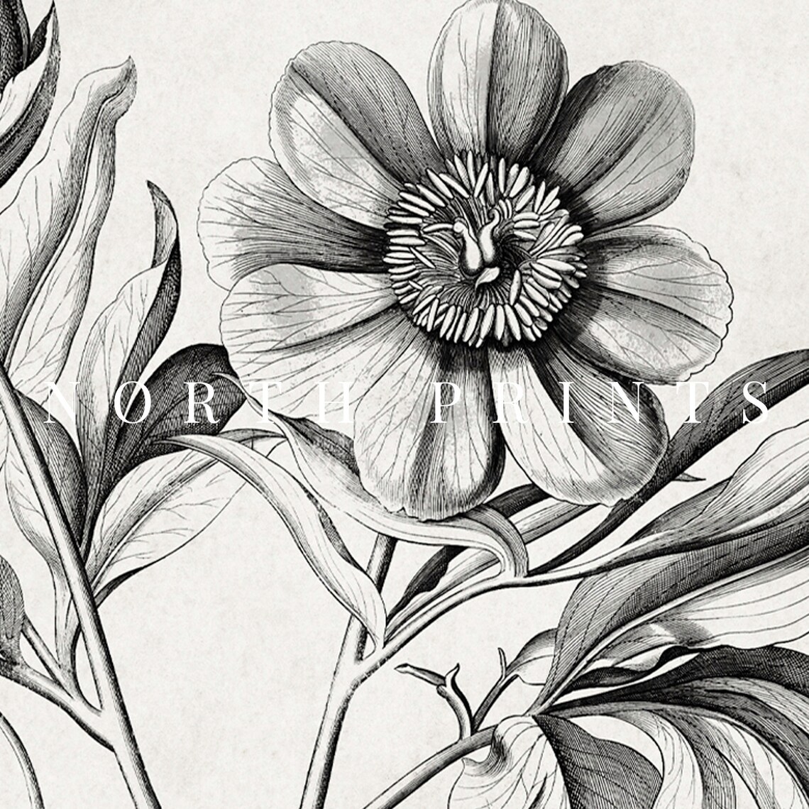 Antique Botanical Engraving Peony Flower Vintage Illustration Print - Image 3