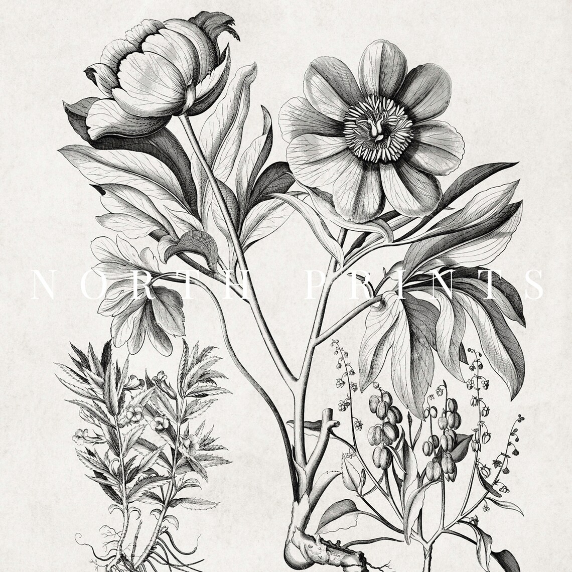 Antique Botanical Engraving Peony Flower Vintage Illustration Print - Image 4