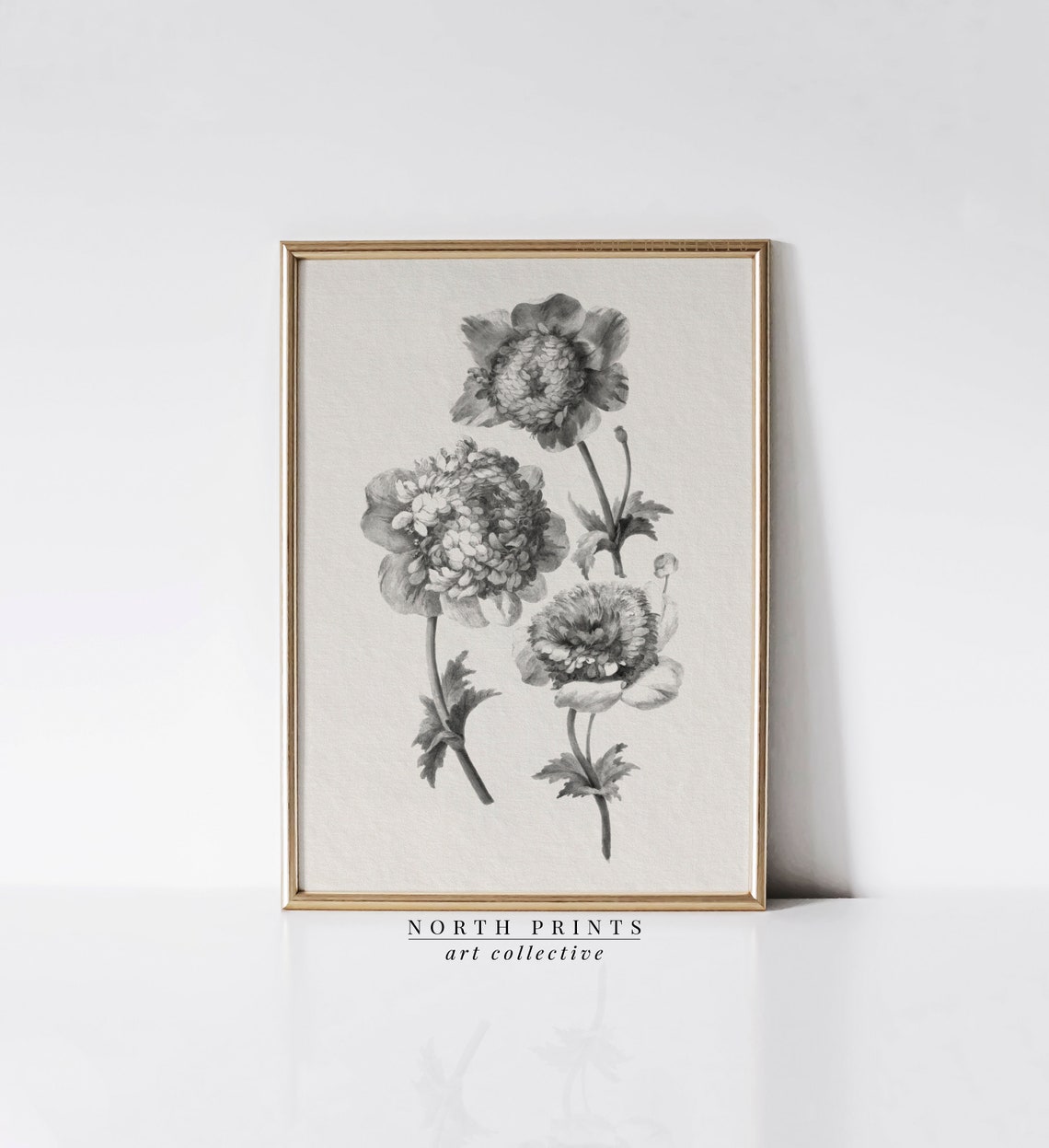 Antique Peony Flower Illustration Neutral Vintage Botanical Poster