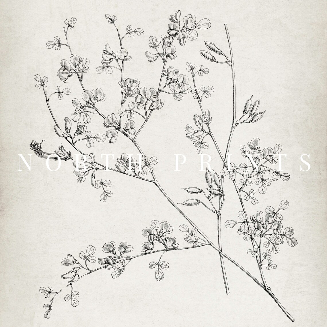 Antique Botanical Ink Drawing Flowering Branch Cream Vintage Poster - Image 2