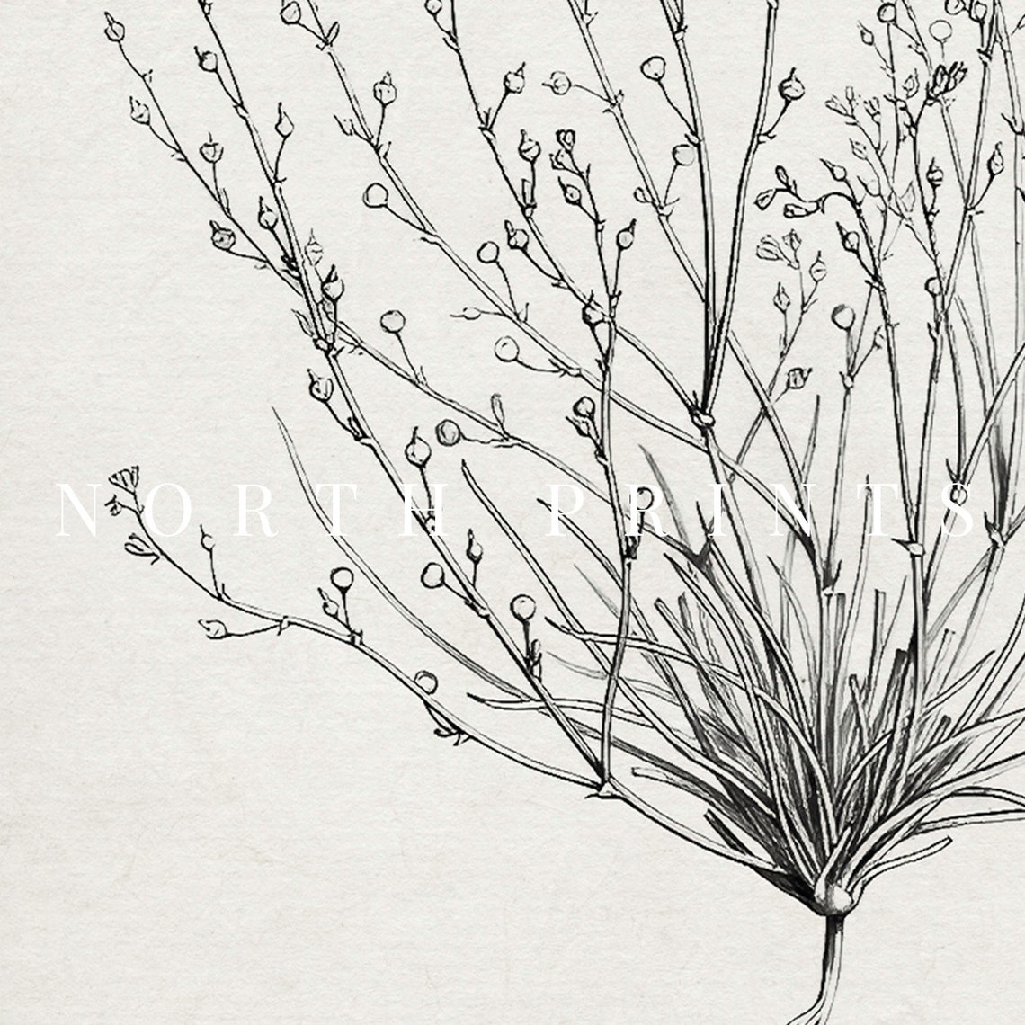 Minimalist Antique Botanical Ink Sketch Wispy Plant Roots Poster - Image 3