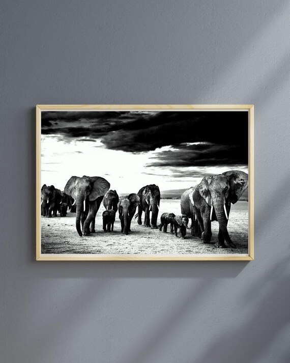 Elephant Herd Black And White African Safari Photography Dramatic Wall Poster