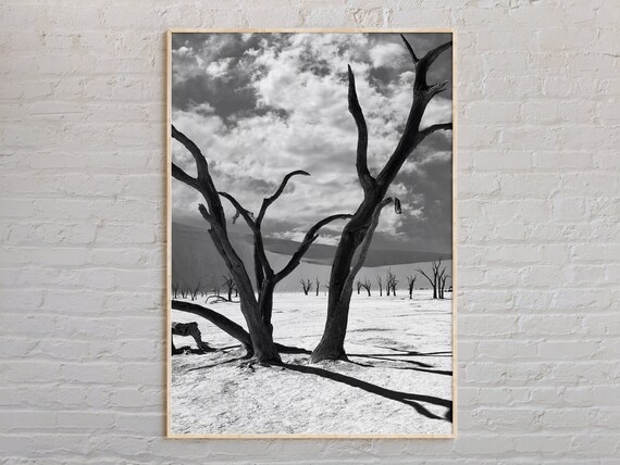 Black And White Namibia Dead Camel Thorn Trees Desert Photo Print