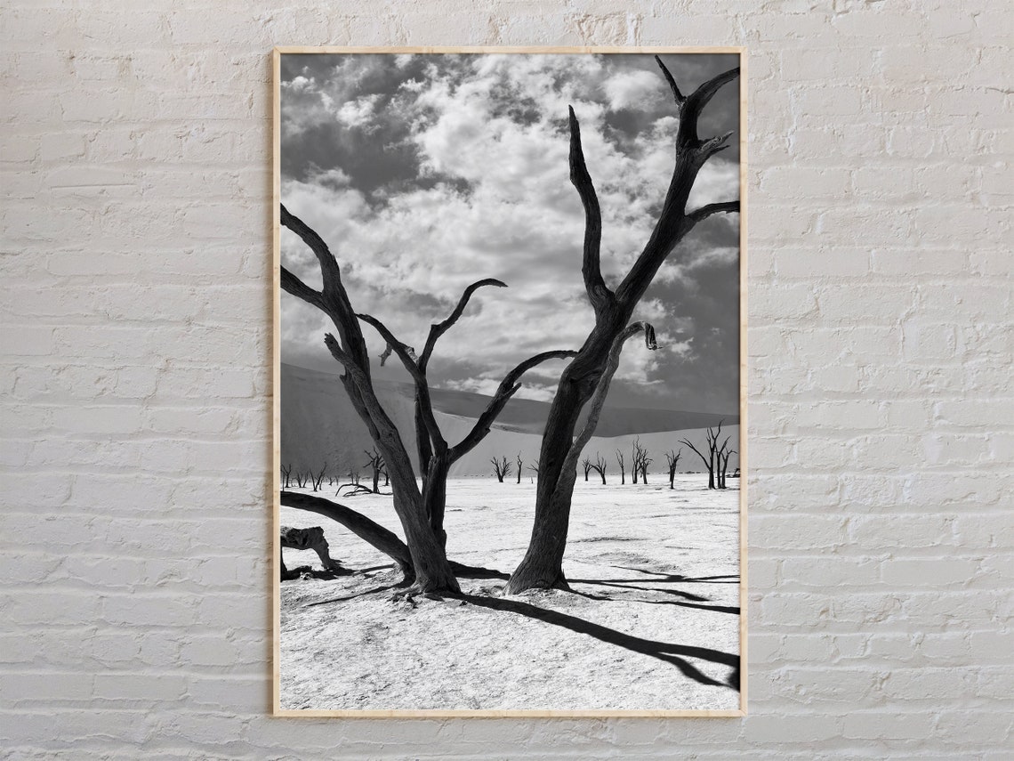 Black And White Namibia Dead Camel Thorn Trees Desert Photo Print
