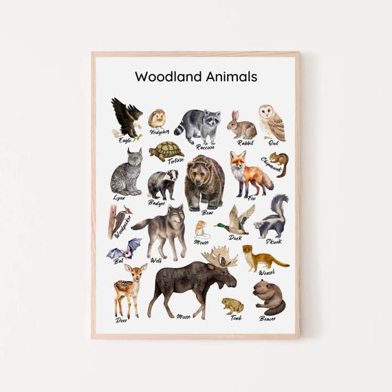 Woodland Animals Educational Poster Forest Animals Chart Classroom Decor Montessori Toddler Homeschool Print Kids Playroom Nursery Wall Art