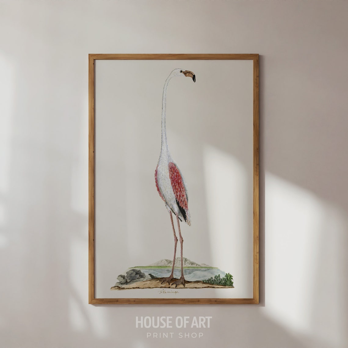 Greater Flamingo Antique Natural History Bird Illustration Print