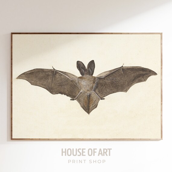 Big Eared Bat Wings Spread Vintage Natural History Ink Drawing Wall Art