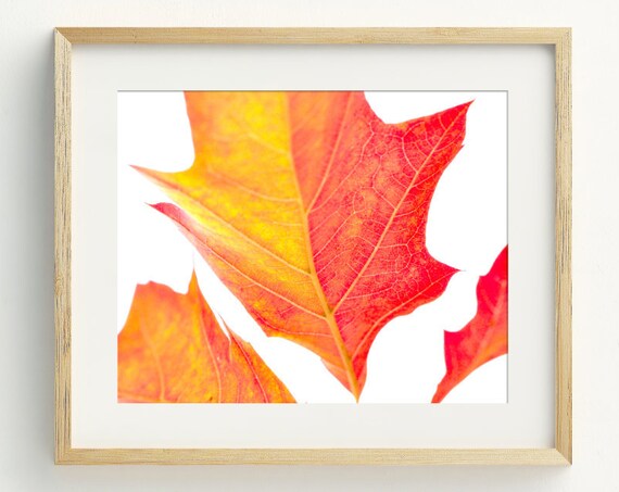 Red Orange Autumn Maple Leaf Close Up Fall Foliage Photography Art Poster
