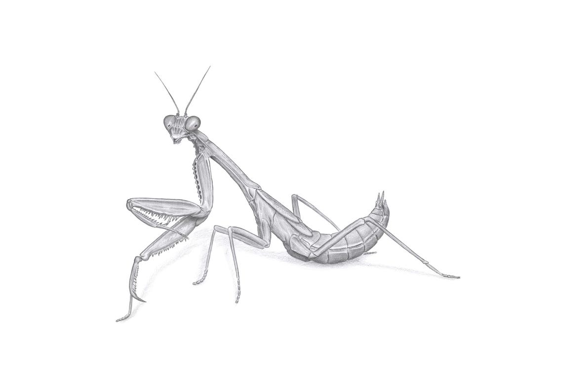 Praying Mantis Graphite Pencil Drawing Detailed Insect Sketch Poster