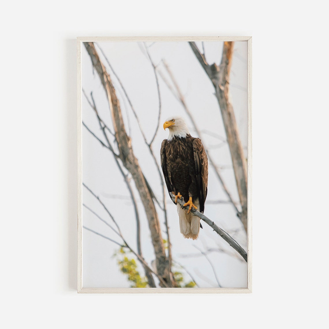 Bald Eagle Perched On Branch Wildlife Nature Photography Wall Art
