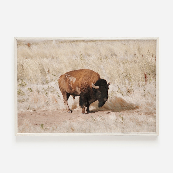 Lone Bison In Field Wyoming Photography Wild West Scenery Rustic Wall Art Nature For Lodge Wildlife
