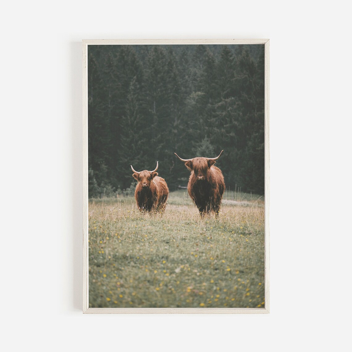 Highland Cows Rustic Farmhouse Art Print