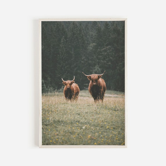 Highland Cows Rustic Farmhouse Art Print