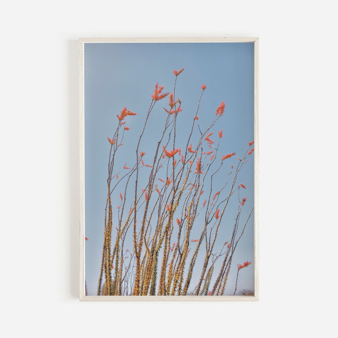 Blooming Ocotillo Cactus Red Flowers Against Blue Sky Poster