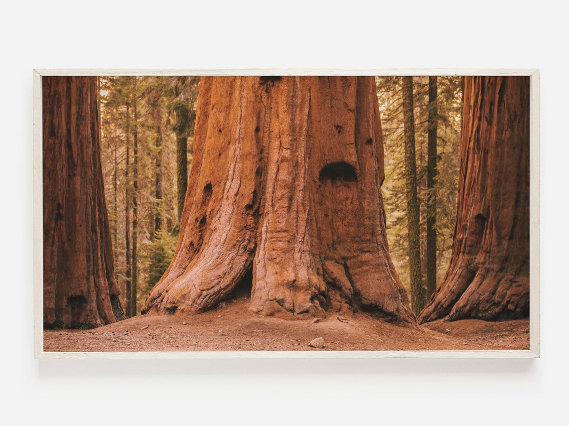 Giant Sequoia Redwood Forest Floor Trunks Nature Photo Poster