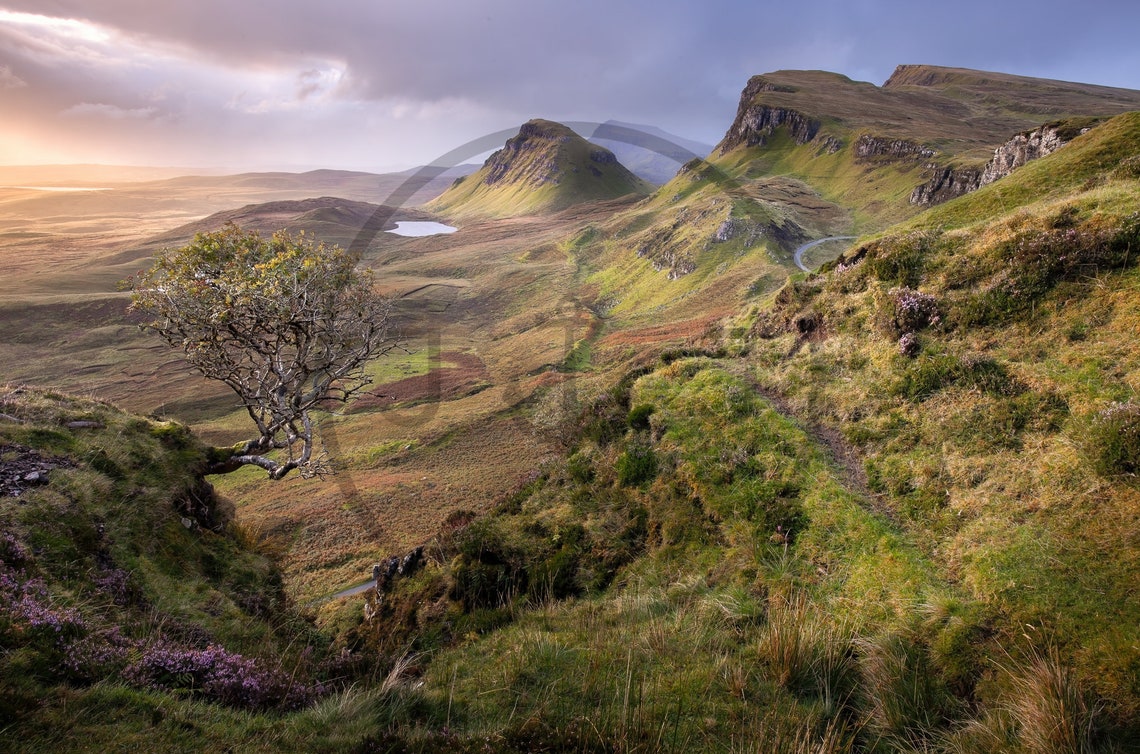 Isle of Skye Quiraing Dramatic Green Peaks with Lone Tree Poster - Image 3