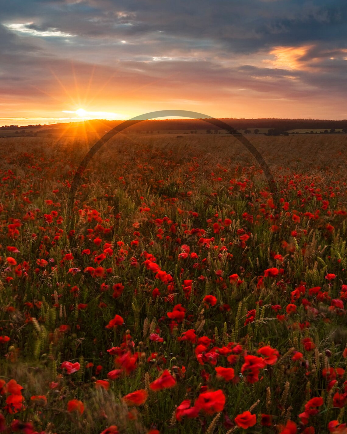 Red Poppies Wiltshire Countryside Sunset Field Of Wildflowers Poster - Image 3