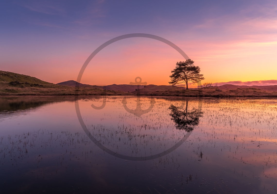 Kelly Hall Tarn Coniston Water Lone Tree Sunset Reflection Poster - Image 3