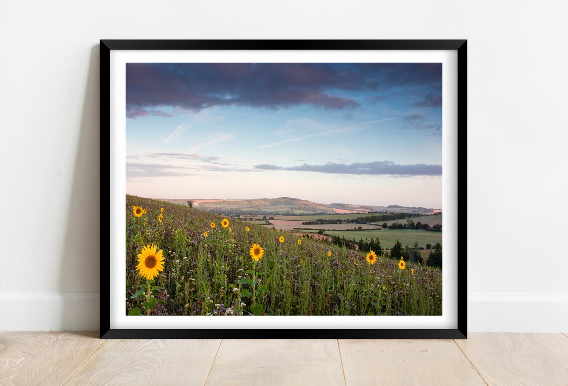 Wild Sunflowers On South Downs Hills Summer Sunset Field Poster