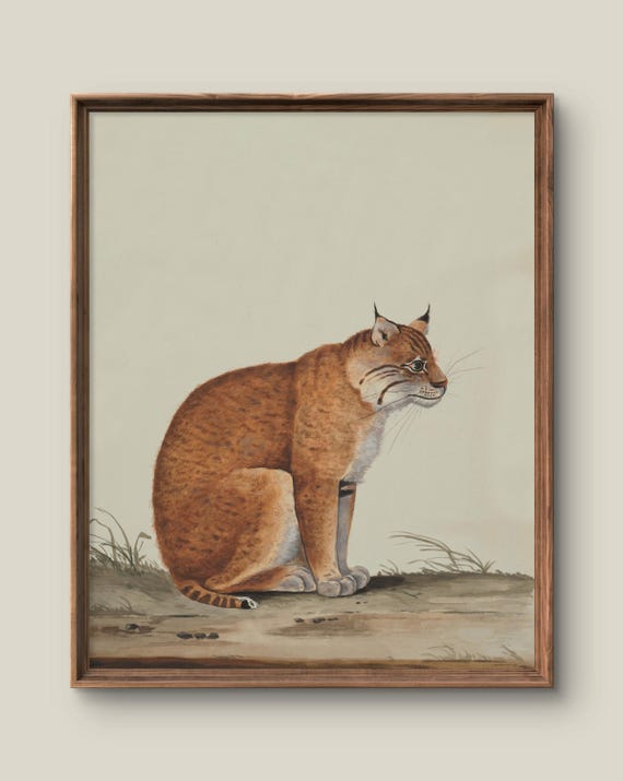 Vintage Animal Illustration Art Print Rustic Wall Decor Antique Painting Bobcat Instant
