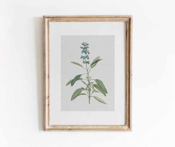 Blue Sage Vintage Botanical Watercolor Art Print