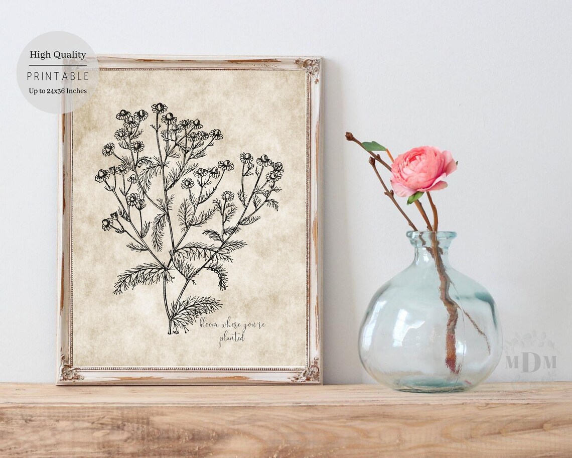 Vintage Daisy Botanical Illustration Bloom Where Youre Planted Wall Art - Image 5