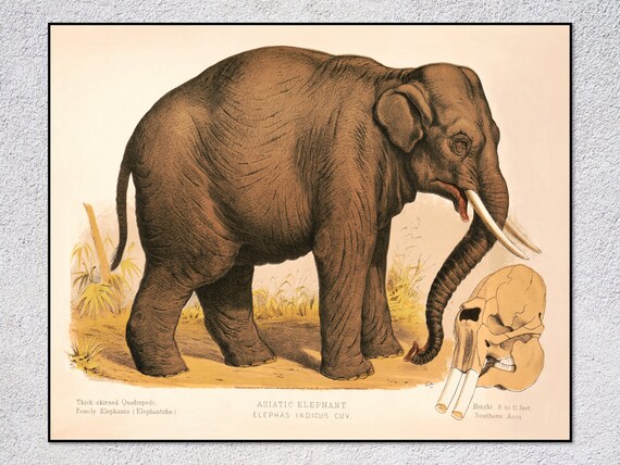 Asiatic Elephant Vintage Natural History Wildlife Illustration Art Print