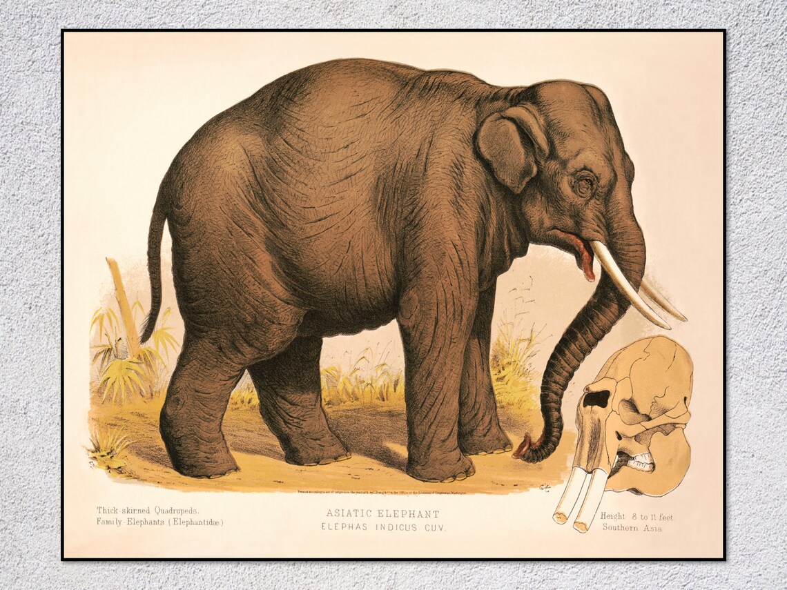 Asiatic Elephant Vintage Natural History Wildlife Illustration Art Print