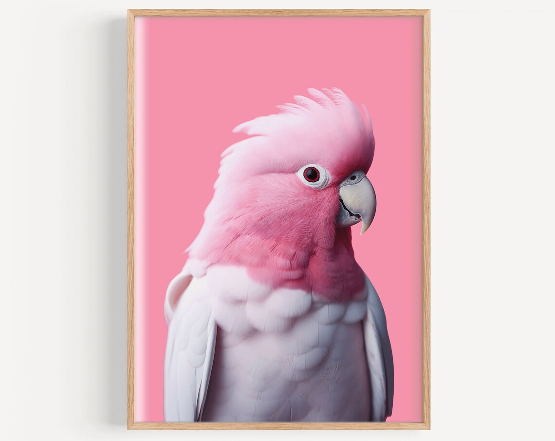Pink Galah Bird Poster Print, Tropical Australia
