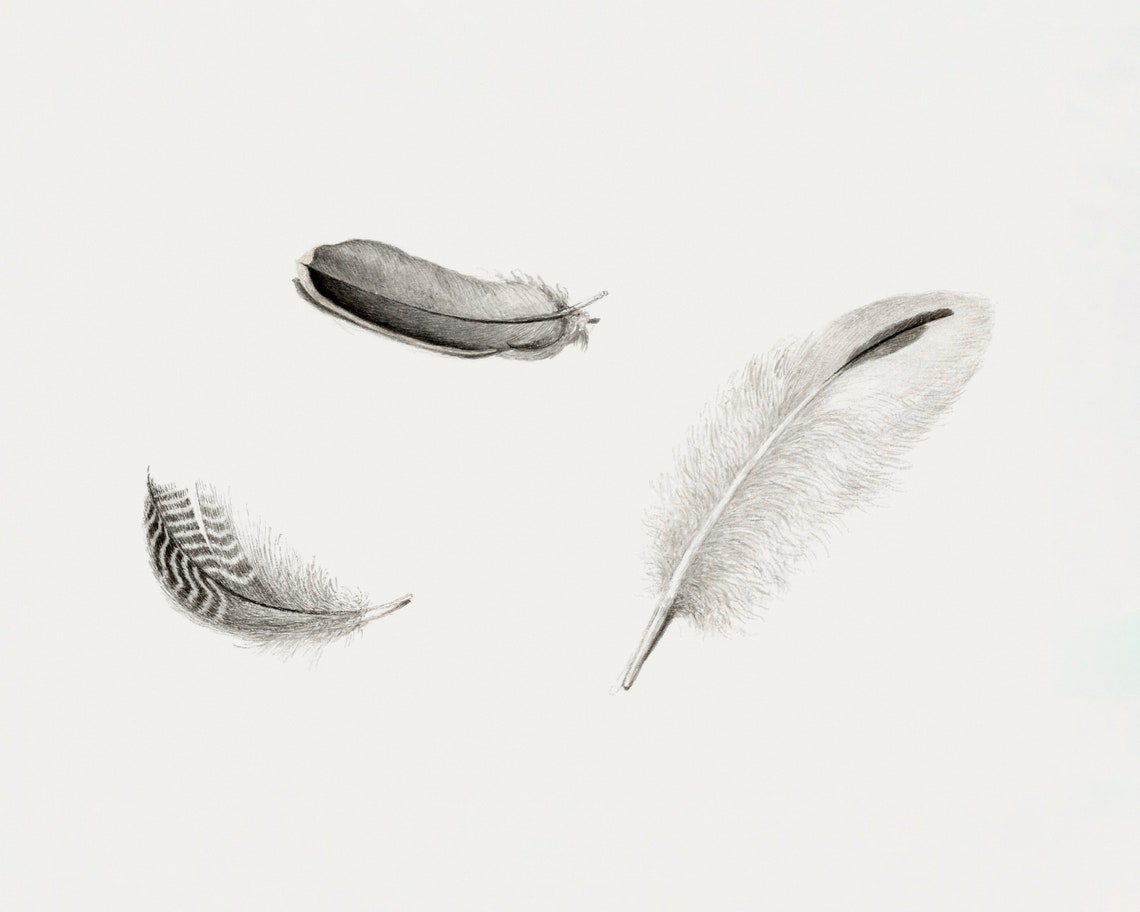 Feather Drawing Vintage Minimalist Sketch Art Print - Image 3