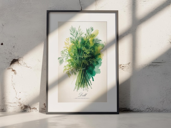 Dill Anethum Graveolens Botanical Watercolor Kitchen Herb Print