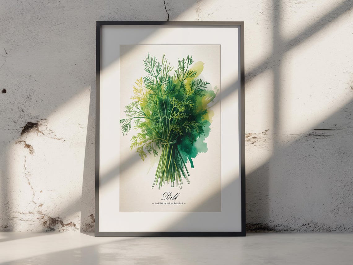 Dill Anethum Graveolens Botanical Watercolor Kitchen Herb Print